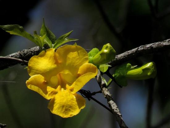 Uña de gato/Cat claw vine