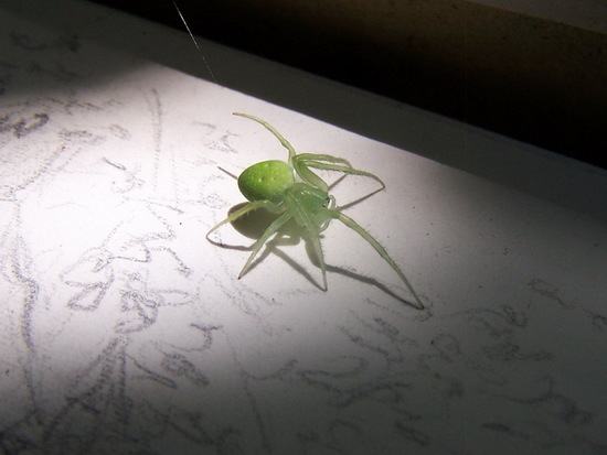 Orb weaver
