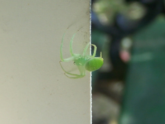 Orb weaver