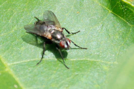 Grizzled woodlouse fly