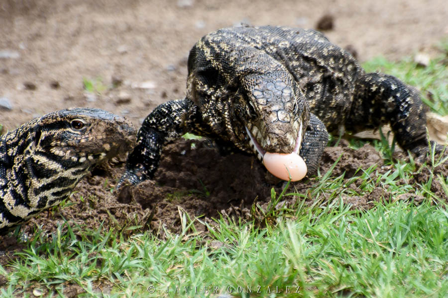 Ricos huevos de tortuga