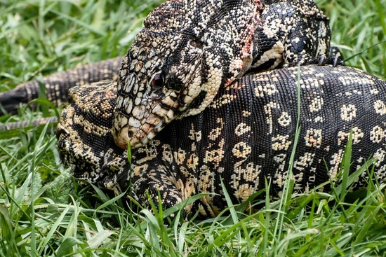 Black-and-white tegu lizard