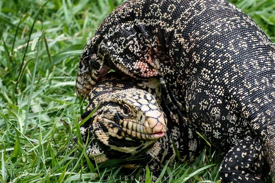 Black-and-white tegu lizard