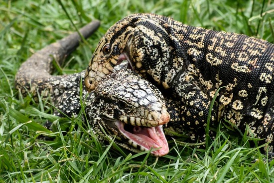 Black-and-white tegu lizard