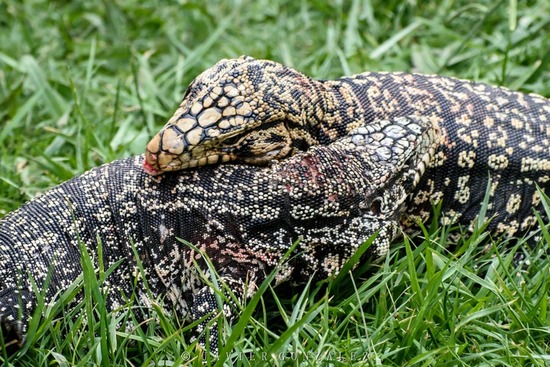 Black-and-white tegu lizard