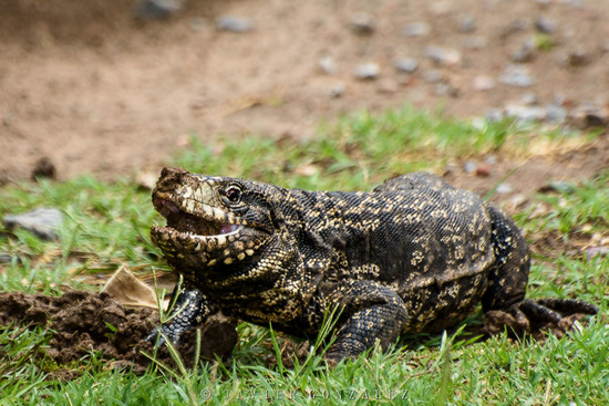 Lagarto overo
