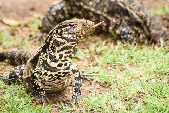 Lagarto overo