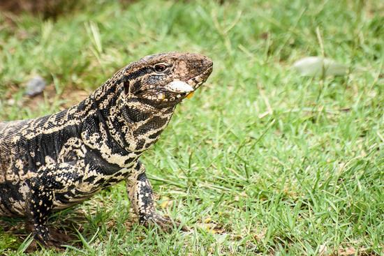 Lagarto overo