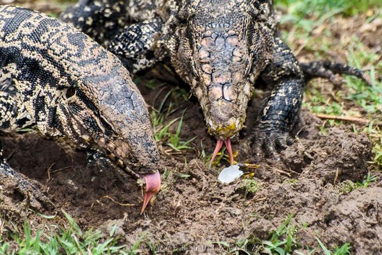 Lagarto overo