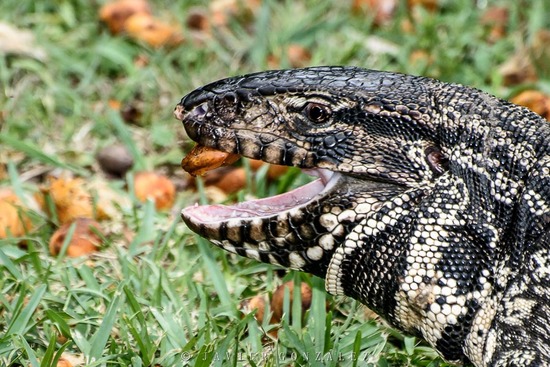 Lagarto overo
