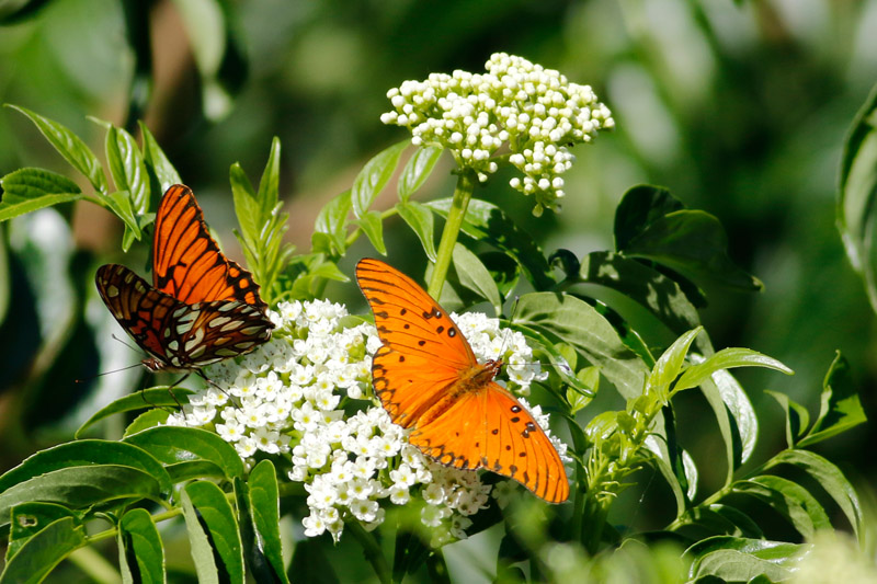 Mexican silverspot and Gulf fritillary