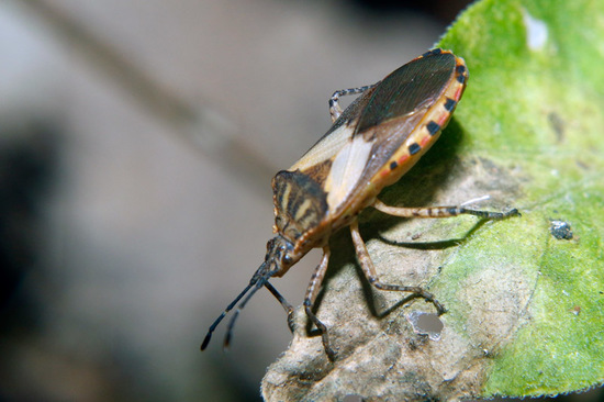 Leaf-footed bug