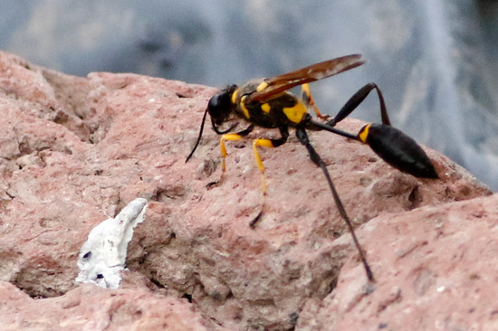 Avispa alfarera
