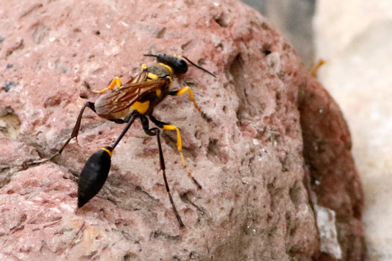 Avispa alfarera
