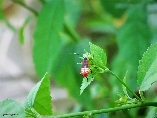 Red Bug