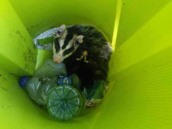 White-eared opossum