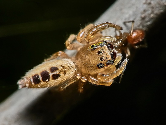 Jumping spider