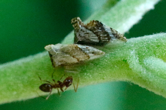 Treehopper