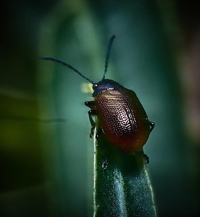 Leaf beetle