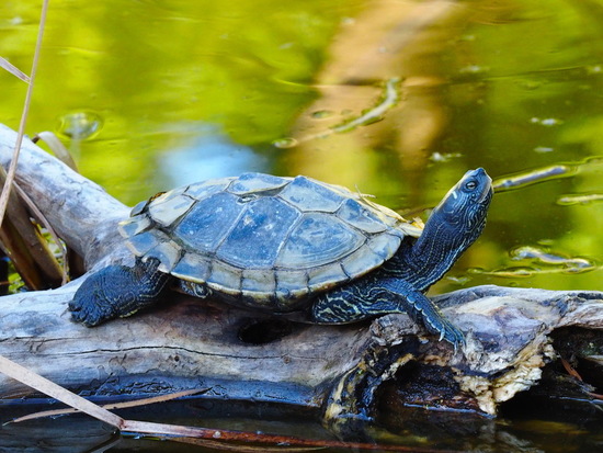 Tortuga mapa