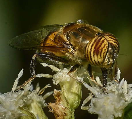 Band-eyed drone fly