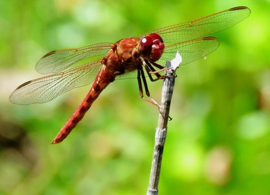 Dragonfly/Skimmers