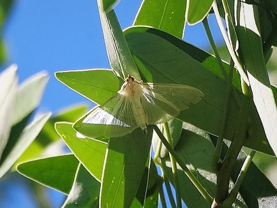 Polilla cuatro puntos