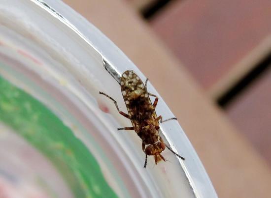 Marsh fly