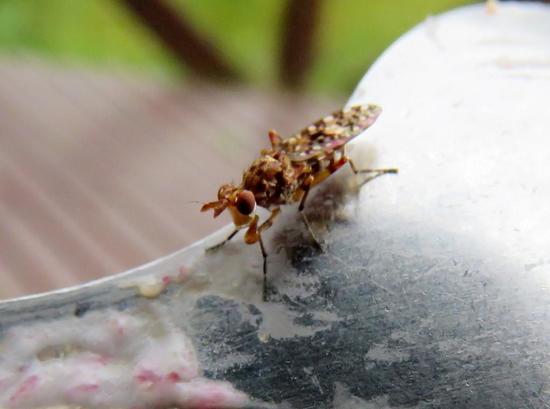 Marsh fly