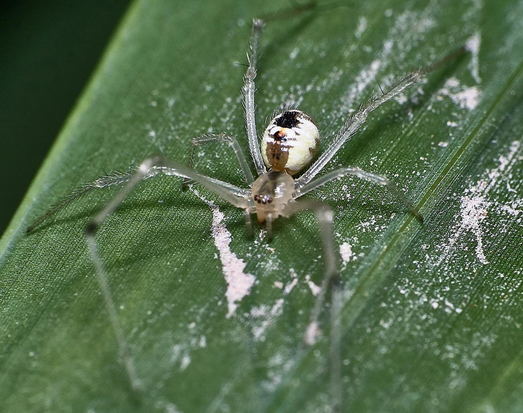 Cobweb spider