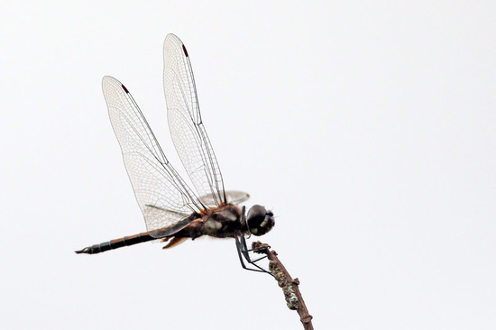 Dragonfly/Skimmers