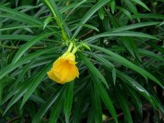 Adelfa amarilla/Yellow Oleander