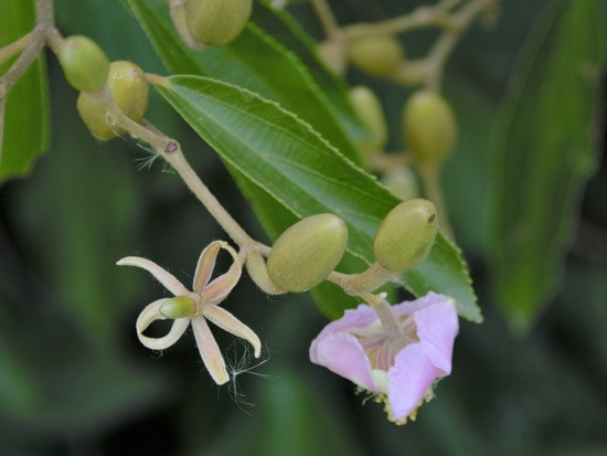 Azotacaballo/Luehea divaricata