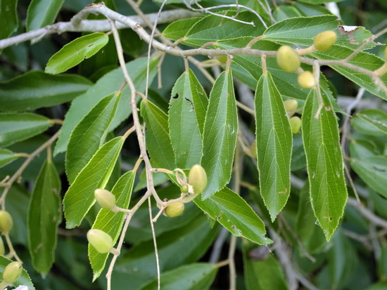 Azotacaballo/Luehea divaricata