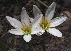Azucenita del campo/Zephir lily