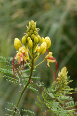 Barba de chivo/Yellow bird of paradise