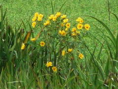 Flechilla/Large bur-marigold