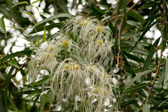 Cabello de ángel/Old man's beard