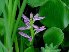 Camalote/Water hyacinth