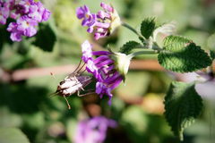 Camará morada/Lantan megapotamica