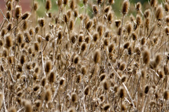 Cardencha/Wild teasel