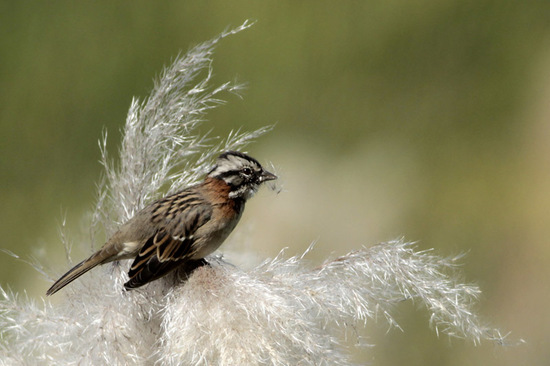 Cortadera/Pampas grass