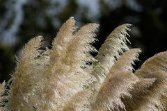 Cortadera/Pampas grass