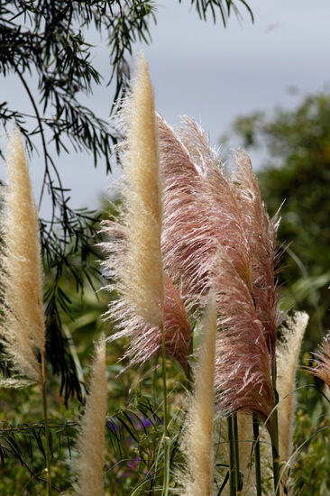 Cortadera/Pampas grass