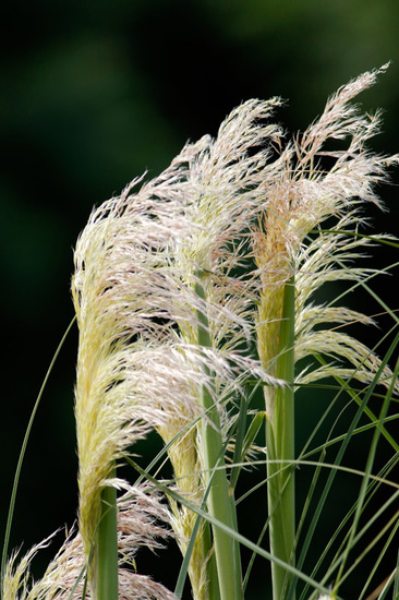 Cortadera/Pampas grass