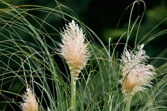 Cortadera/Pampas grass