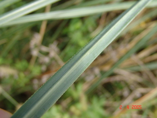 Cortadera/Pampas grass