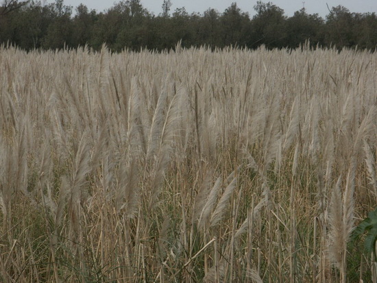 Cortadera/Pampas grass