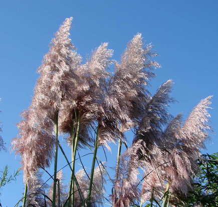 Cortadera/Pampas grass