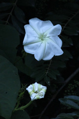 Dama de noche/Moonflower